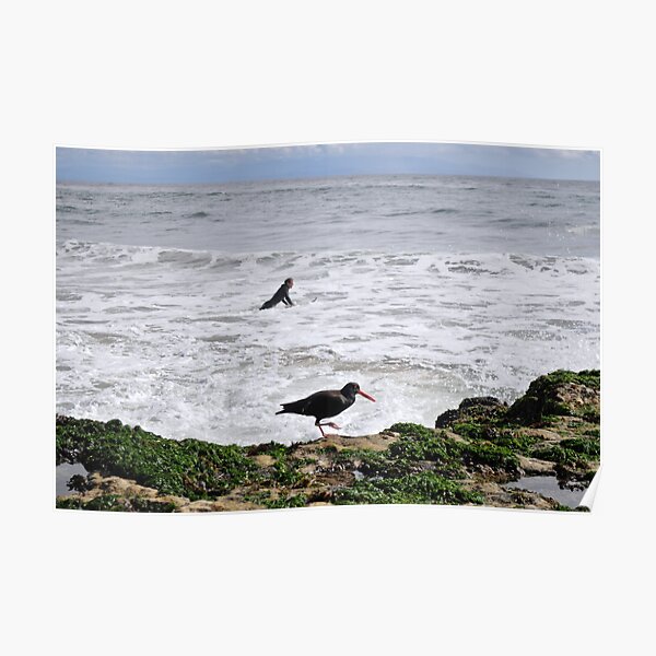 Surf bird Poster