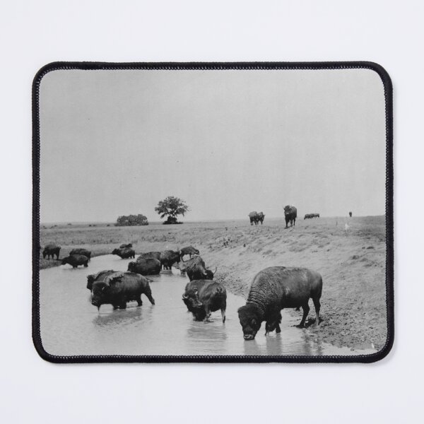 Item preview, 1905 Wild American Buffalo on the prairie at water western vintage black and white photographic art print designed and sold by Astrid Arkhangelsky.
