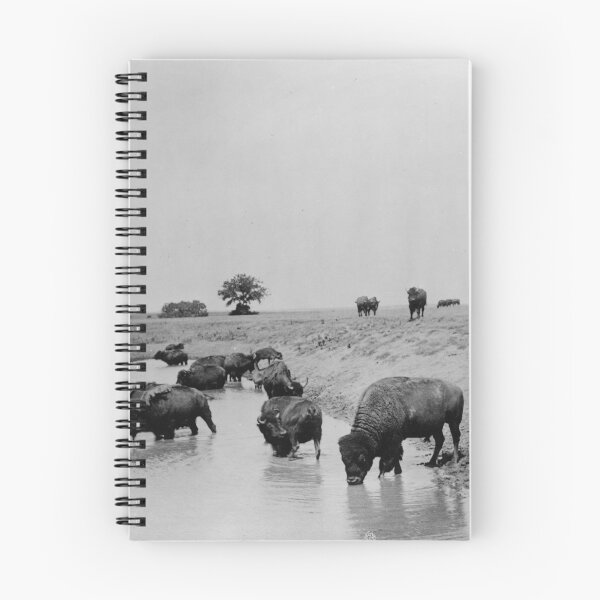 Item preview, 1905 Wild American Buffalo on the prairie at water western vintage black and white photographic art print designed and sold by Astrid Arkhangelsky.