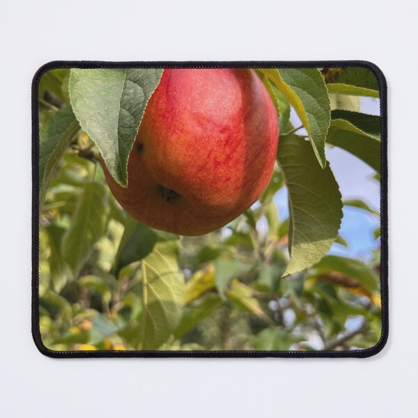 Item preview, Ripe Red Apple Growing on a Tree Among Green Leaves designed and sold by seunghus.