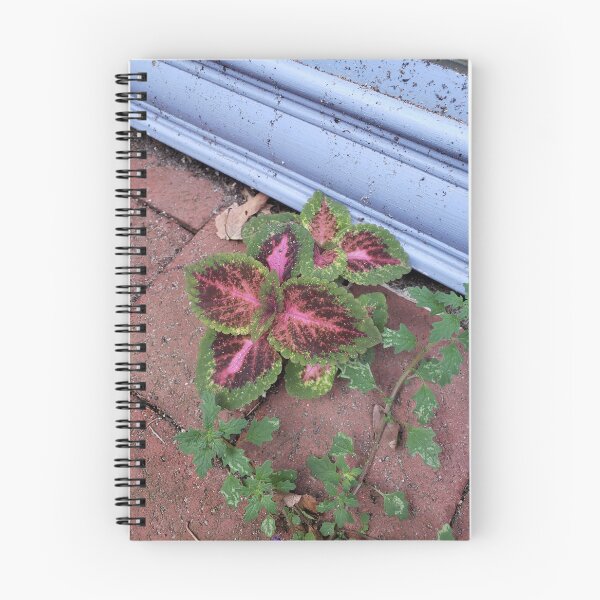 Item preview, Coleus and Crumbweed designed and sold by concretebotany.