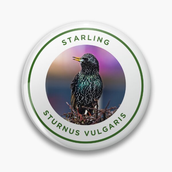 Item preview, Starling - Sturnus vulgaris designed and sold by KM Wong Photography.
