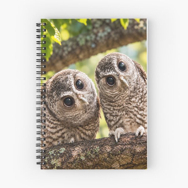 Item preview, Curious Owl Duo – Cute Funny Owls designed and sold by Marina Langer Wildlife Art..