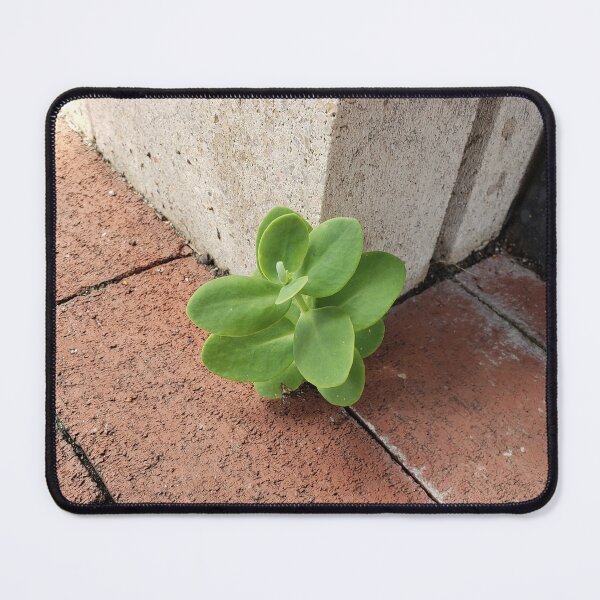 Item preview, Sidewalk Sedum designed and sold by concretebotany.