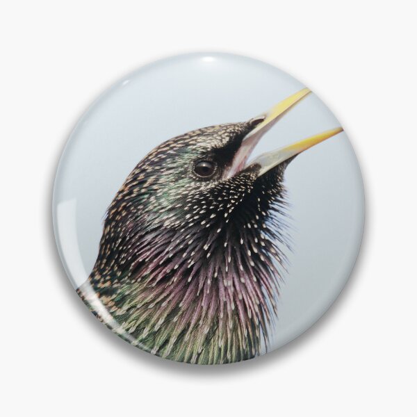 Item preview, Shining Starling designed and sold by miradorpictures.