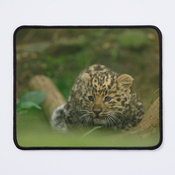 Item preview, The cubs designed and sold by miradorpictures.