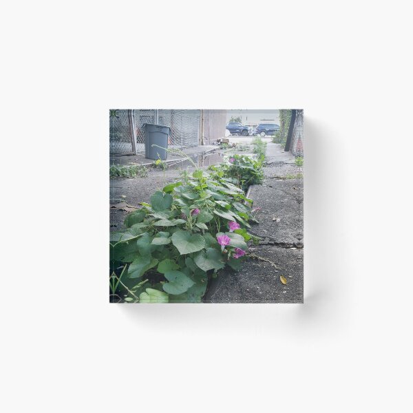 Item preview, Back-Alley Morning Glories designed and sold by concretebotany.