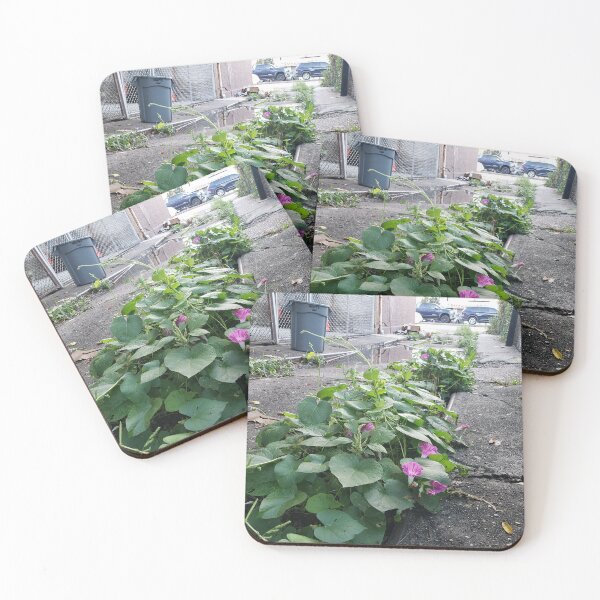 Item preview, Back-Alley Morning Glories designed and sold by concretebotany.