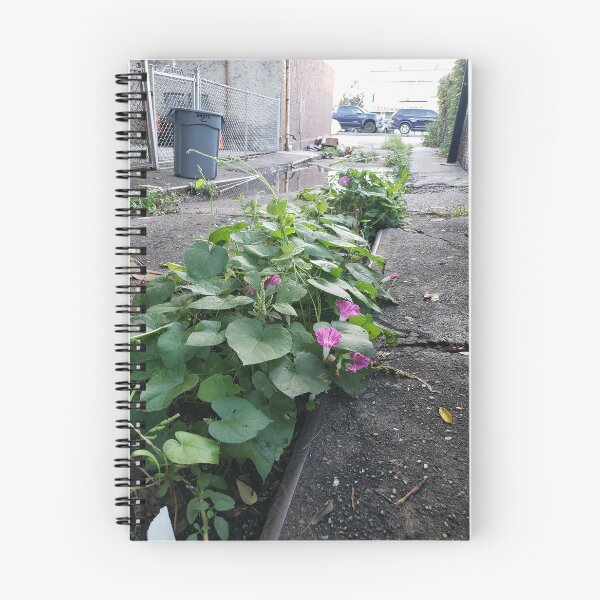 Item preview, Back-Alley Morning Glories designed and sold by concretebotany.