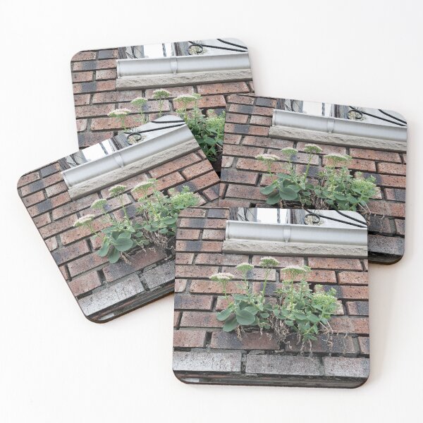 Item preview, Wallflower Sedum designed and sold by concretebotany.