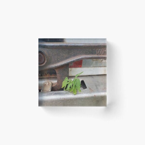 Item preview, Ailanthus in a Trailer Latch Well  designed and sold by concretebotany.