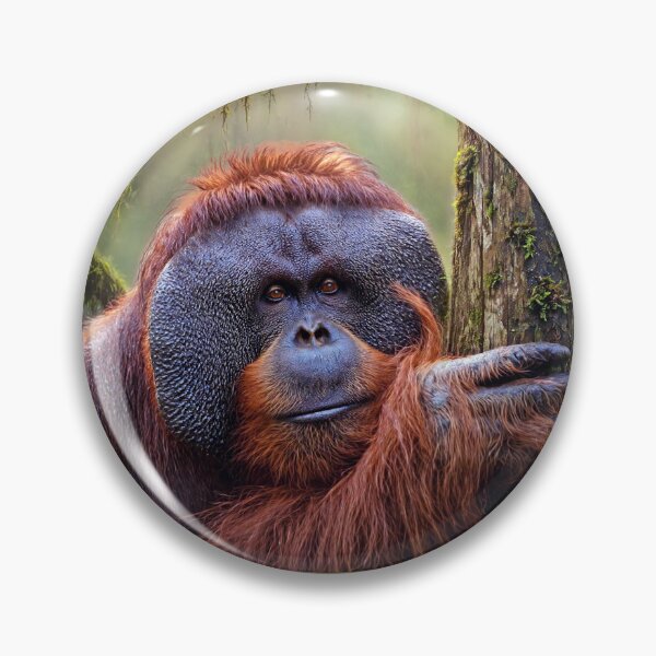 Item preview, Majestic Orangutan in Rainforest designed and sold by Savannah Gibbs.