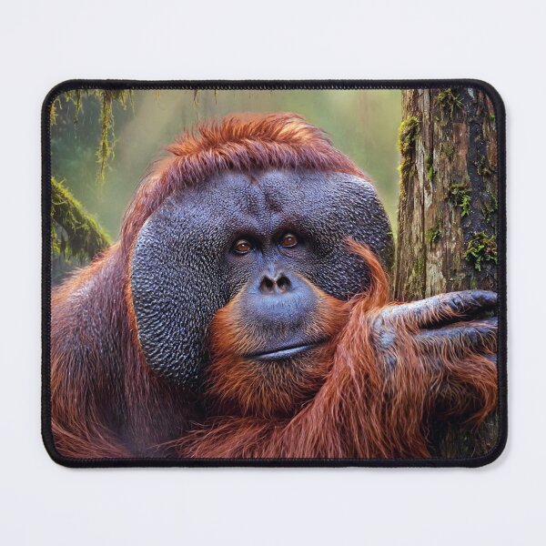 Item preview, Majestic Orangutan in Rainforest designed and sold by Savannah Gibbs.