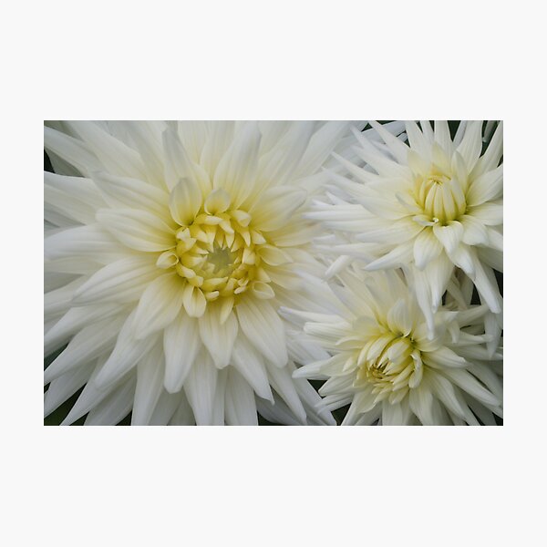 The Flowers That Be - I Photographic Print