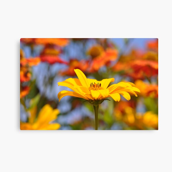 Orange & Yellow Canvas Print