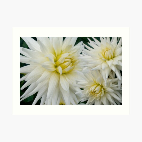 The Flowers That Be - II Art Print