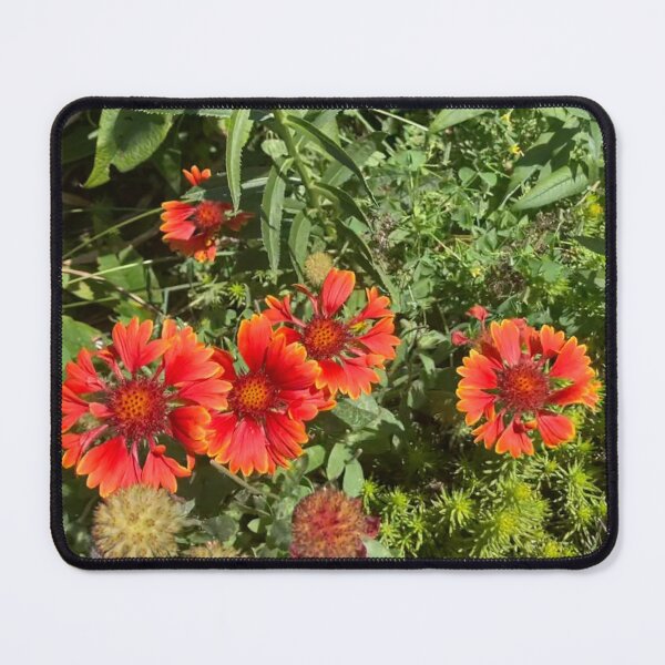 Item preview, Blanket Flowers designed and sold by Amanda1775.