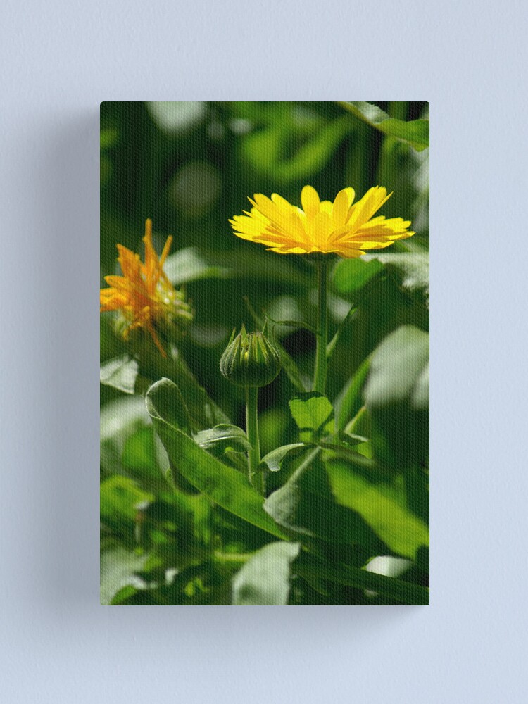 Alternate view of English Marigold Canvas Print