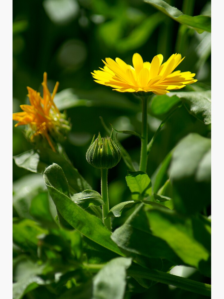 English Marigold by miravisu