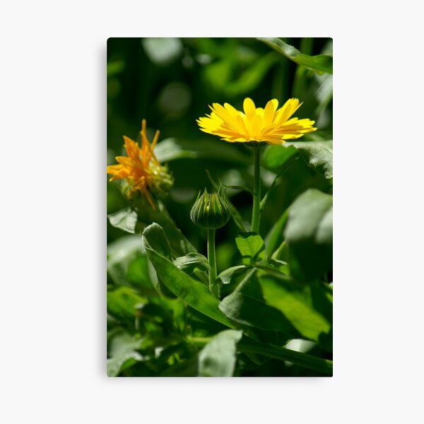 English Marigold Canvas Print