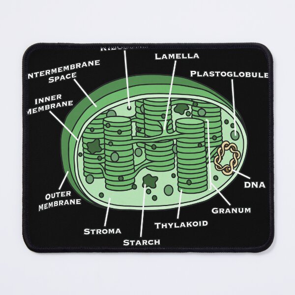 Item preview, Anatomy of a Chloroplast Biology Diagram designed and sold by MARIAHACHECO.