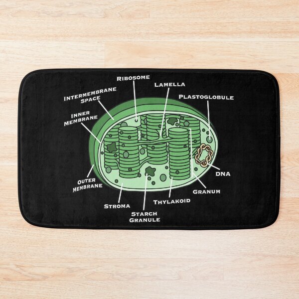 Item preview, Anatomy of a Chloroplast Biology Diagram designed and sold by MARIAHACHECO.