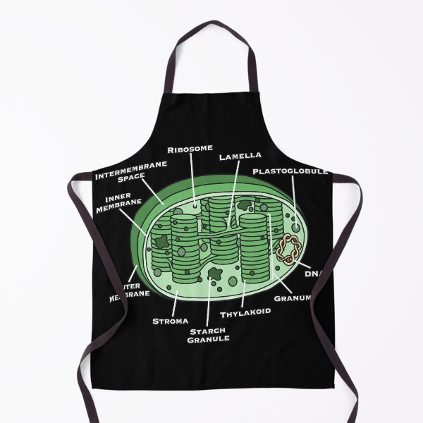 Item preview, Anatomy of a Chloroplast Biology Diagram designed and sold by MARIAHACHECO.