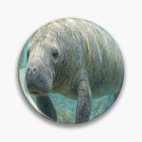 Item preview, Manatee designed and sold by Artnovalty.redbubble.com.