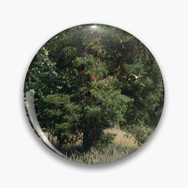 Item preview, A view with a pine and a Marsh Harrier designed and sold by Jouko Lehto Photography.
