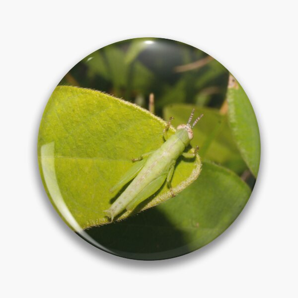 Item preview, Short-winged Green Grasshopper nymph designed and sold by ROSE ANN BANILAR.
