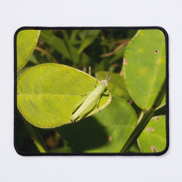 Item preview, Short-winged Green Grasshopper nymph designed and sold by ROSE ANN BANILAR.