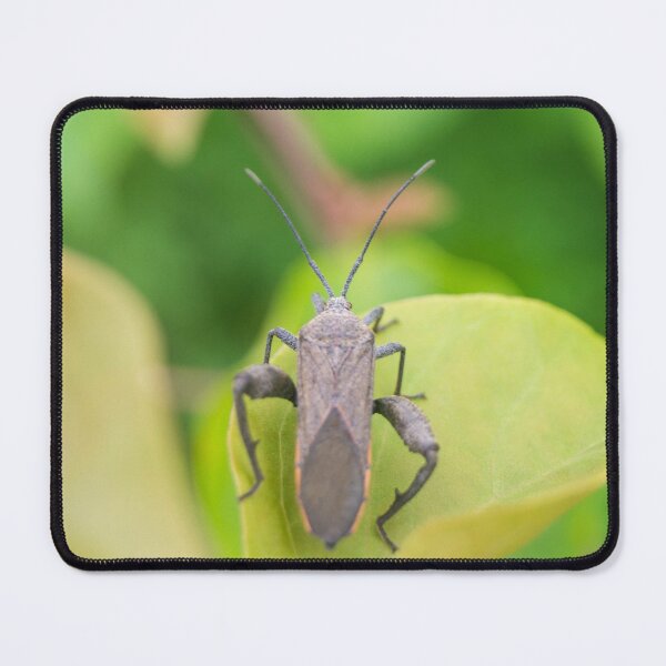 Item preview, leaf-footed bug designed and sold by ROSE ANN BANILAR.
