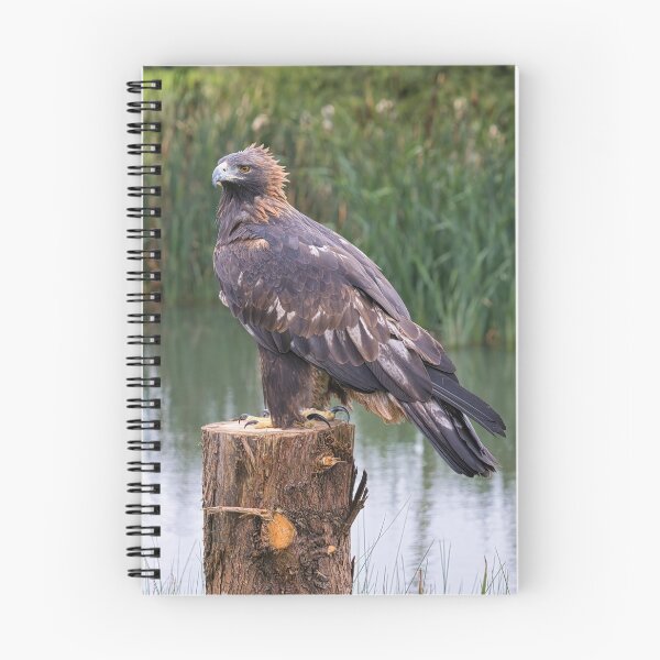 Item preview, portrait of a golden eagle designed and sold by alan tunnicliffe.