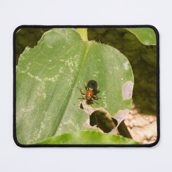 Item preview, Leaf Beetle_03 designed and sold by ROSE ANN BANILAR.