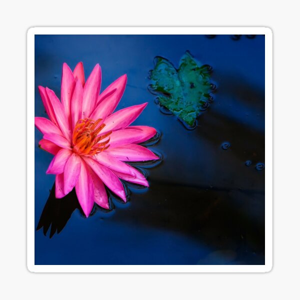 Water Lily with Depth Sticker