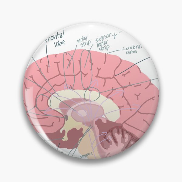Item preview, Fully labeled brain designed and sold by Sophdraws3.
