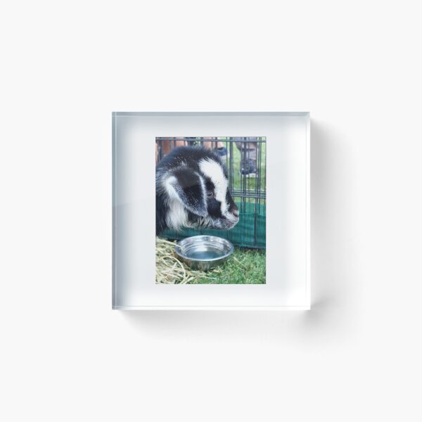 Item preview, lamb black and white designed and sold by CJ Art & Photography .