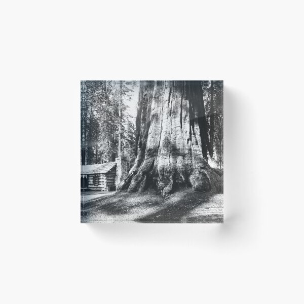 Item preview, A log cabin dwarfed by a big sequoia tree in Mariposa Grove in Yosemite National Park vintage black and white photograph designed and sold by Astrid Arkhangelsky.