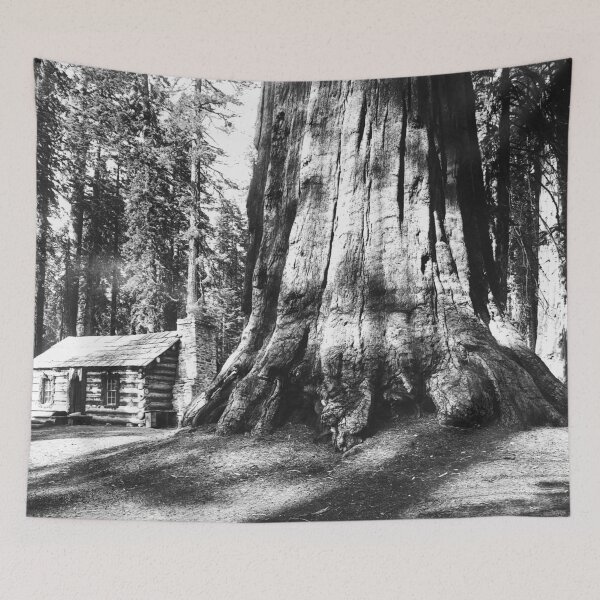 Item preview, A log cabin dwarfed by a big sequoia tree in Mariposa Grove in Yosemite National Park vintage black and white photograph designed and sold by Astrid Arkhangelsky.