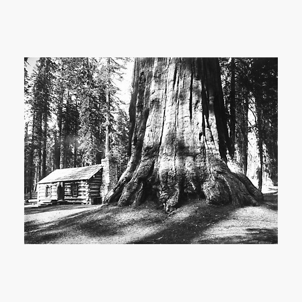 Item preview, A log cabin dwarfed by a big sequoia tree in Mariposa Grove in Yosemite National Park vintage black and white photograph designed and sold by Astrid Arkhangelsky.