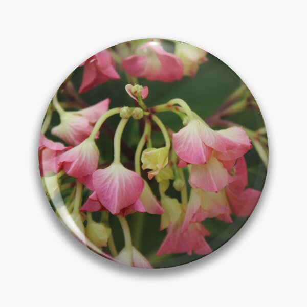 Item preview, Delicate pink begonia flowers - Soft botanical garden photography designed and sold by Cha-s-lens.