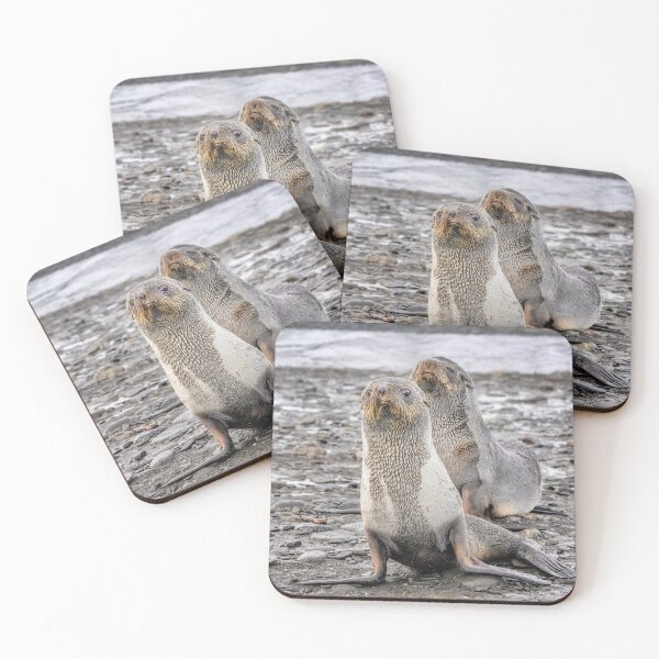 Item preview, Two Fur Seals on Rocky Beach South Georgia Island designed and sold by PhotoArt by Joan Carroll.