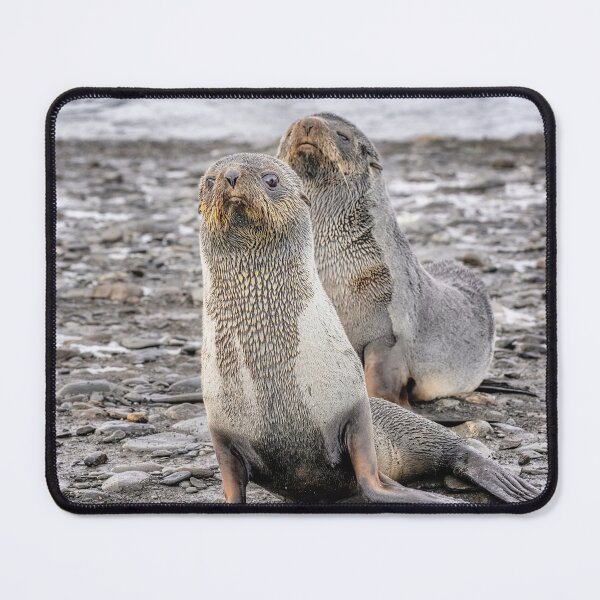 Item preview, Two Fur Seals on Rocky Beach South Georgia Island designed and sold by PhotoArt by Joan Carroll.