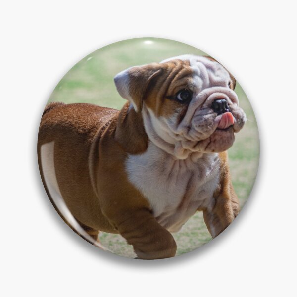 Item preview, Cute English Bulldog Sticker | Funny Bulldog Dog Sticker | British Bulldog Lover Gift | Adorable Puppy Sticker for Laptop, Water Bottle & Phone designed and sold by weirdcountry.