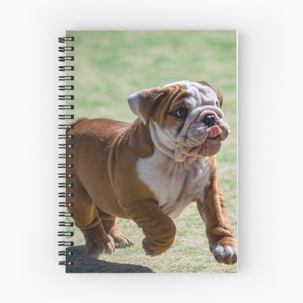 Item preview, Cute English Bulldog Sticker | Funny Bulldog Dog Sticker | British Bulldog Lover Gift | Adorable Puppy Sticker for Laptop, Water Bottle & Phone designed and sold by weirdcountry.