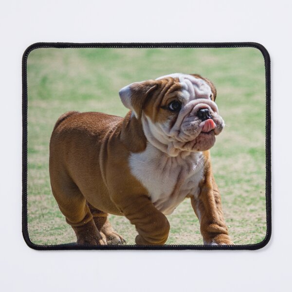 Item preview, Cute English Bulldog Sticker | Funny Bulldog Dog Sticker | British Bulldog Lover Gift | Adorable Puppy Sticker for Laptop, Water Bottle & Phone designed and sold by weirdcountry.
