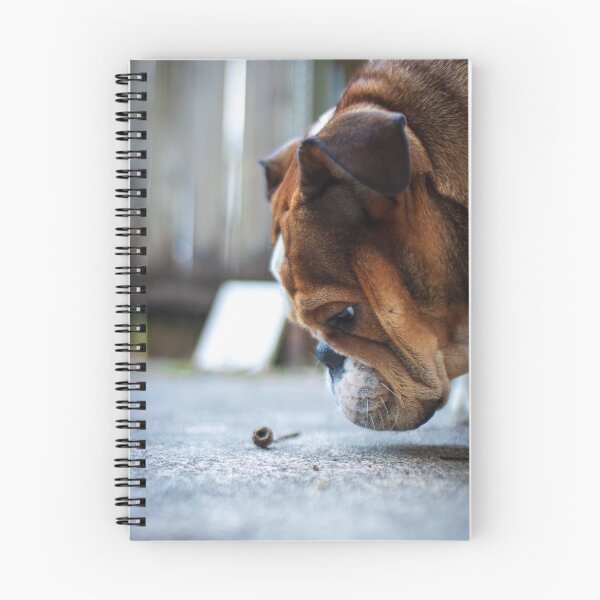 Item preview, Cute English Bulldog Sticker | Funny Bulldog Dog Sticker | British Bulldog Lover Gift | Adorable Puppy Sticker for Laptop, Water Bottle & Phone designed and sold by weirdcountry.