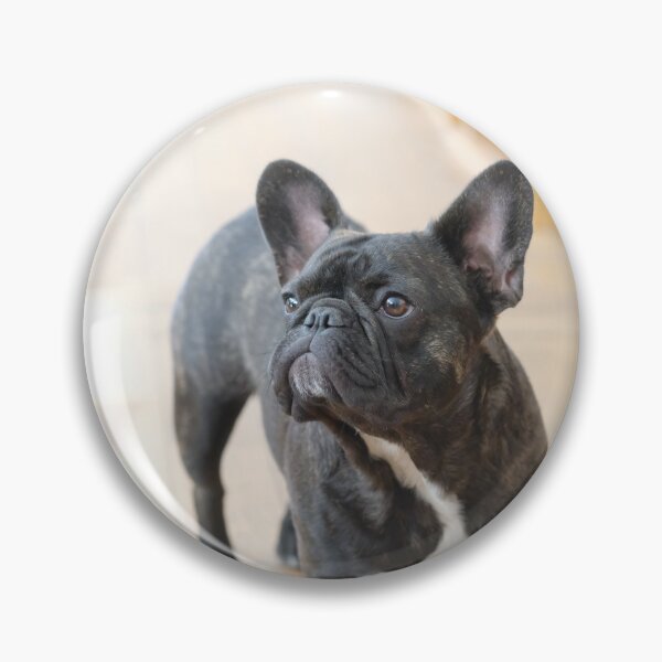 Item preview, Curious French Bulldog  designed and sold by DigiArtAnimal.
