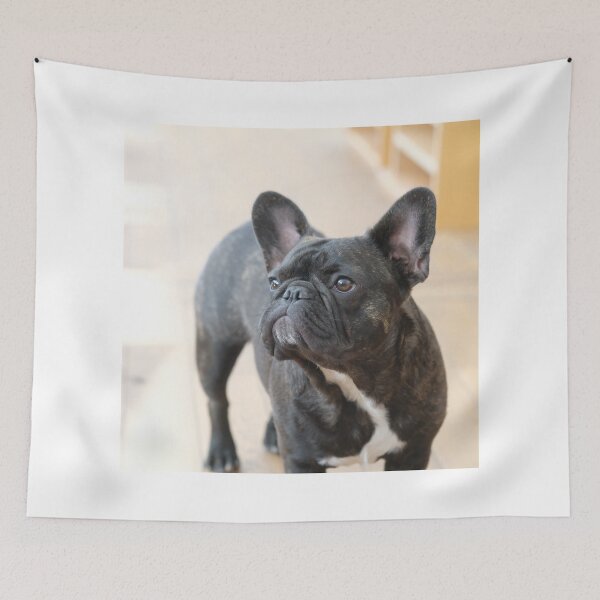 Item preview, Curious French Bulldog  designed and sold by DigiArtAnimal.