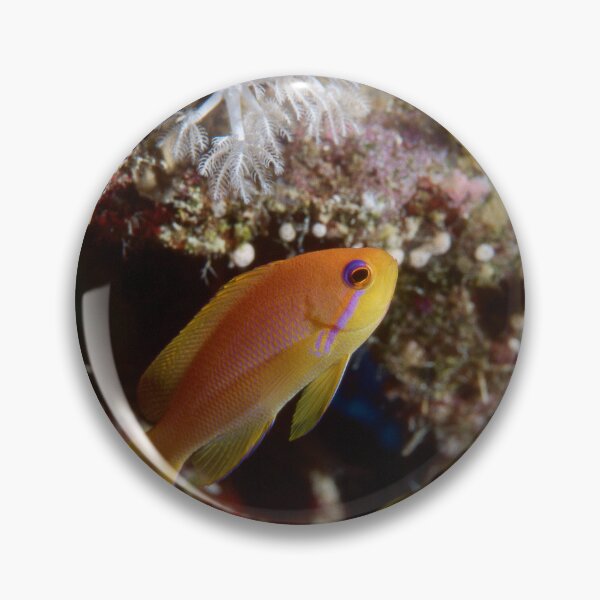 Item preview, Colorful Anthias Swimming Over Tropical Coral Reef Underwater Marine Scene designed and sold by FotoMahieu.